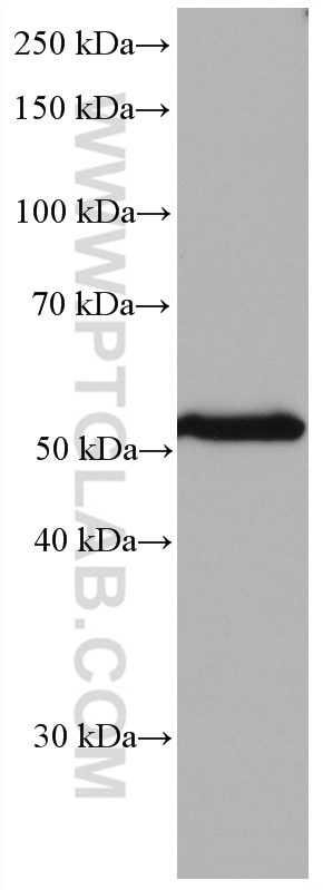 Western Blot (WB) analysis of mouse testis tissue using AURKA Monoclonal antibody (66757-1-Ig)