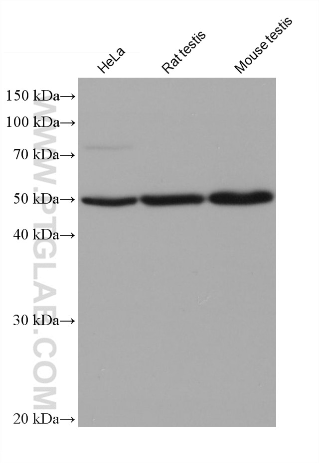 Western Blot (WB) analysis of various lysates using AURKA Monoclonal antibody (66757-1-Ig)