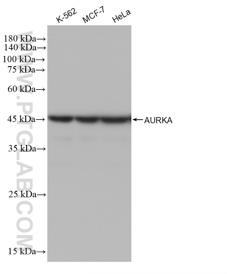 Western Blot (WB) analysis of various lysates using AURKA Recombinant antibody (82906-1-RR)