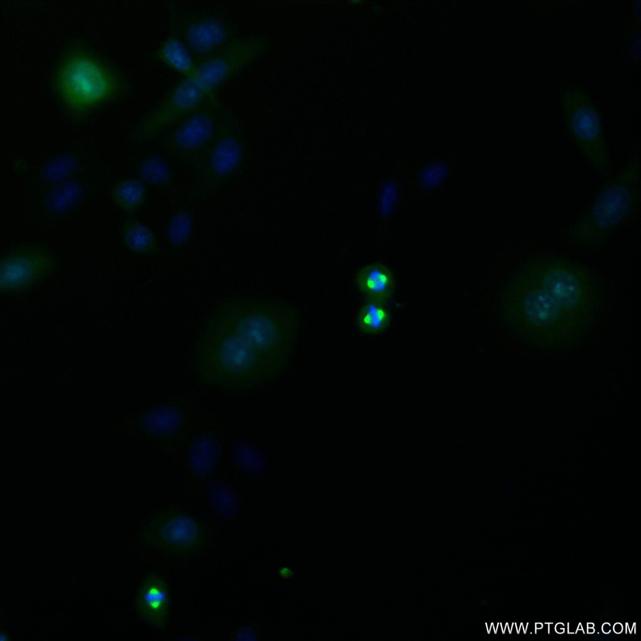 IF Staining of HepG2 using 82906-2-RR