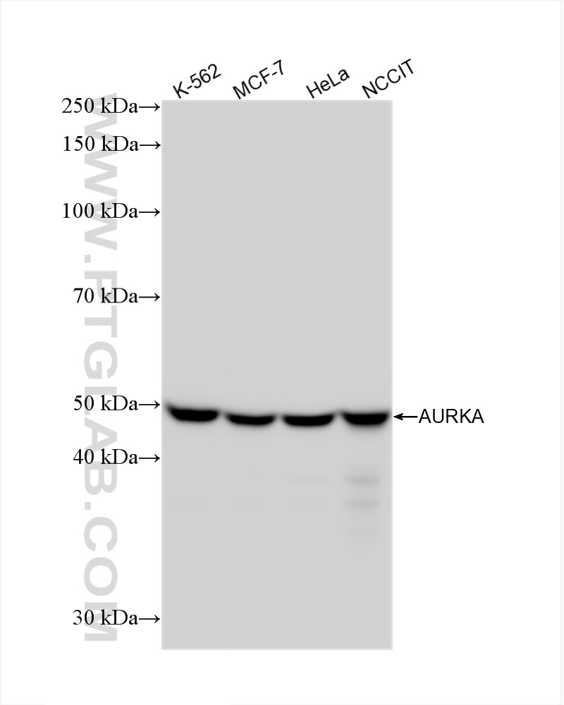 WB analysis using 82906-2-RR