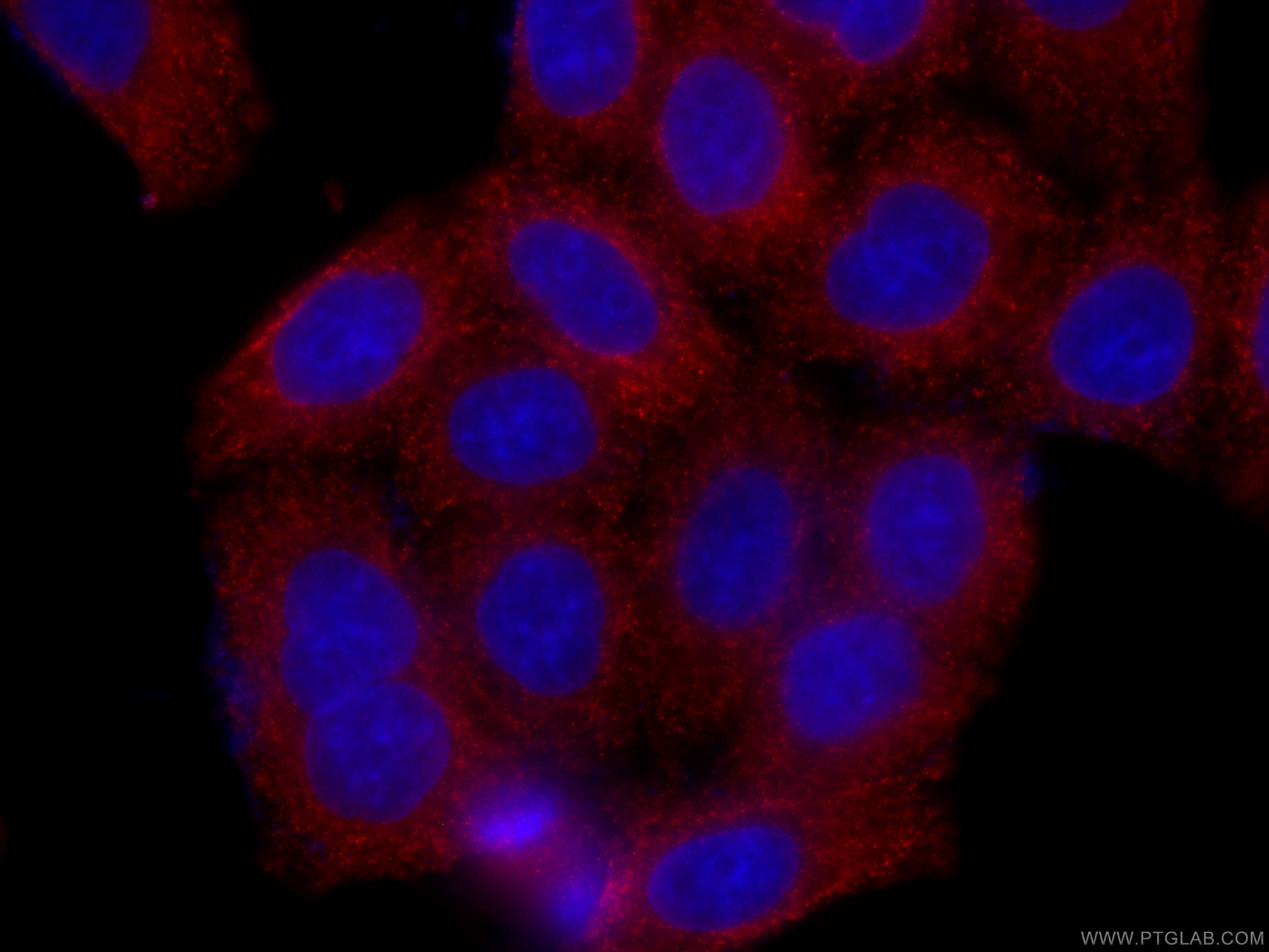 Immunofluorescence (IF) / fluorescent staining of HeLa cells using CoraLite®594-conjugated AURKA Monoclonal antibody (CL594-66757)