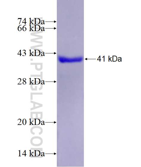 AURKA fusion protein Ag29006 SDS-PAGE