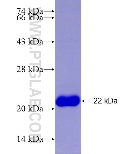 AURKA fusion protein Ag29017 SDS-PAGE