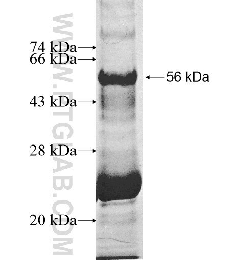 AURKAIP1 fusion protein Ag11444 SDS-PAGE