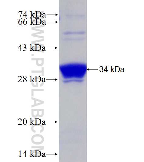 AURKB fusion protein Ag28129 SDS-PAGE