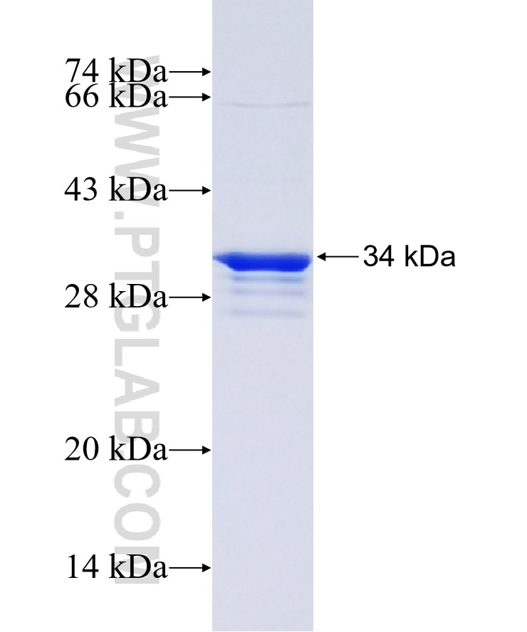 AURKB fusion protein Ag28129 SDS-PAGE