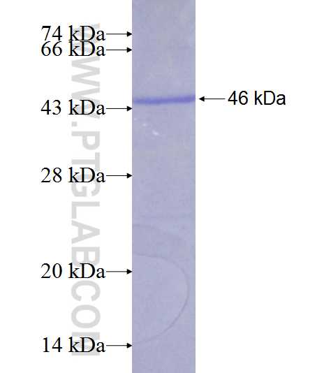 AURKB fusion protein Ag7532 SDS-PAGE