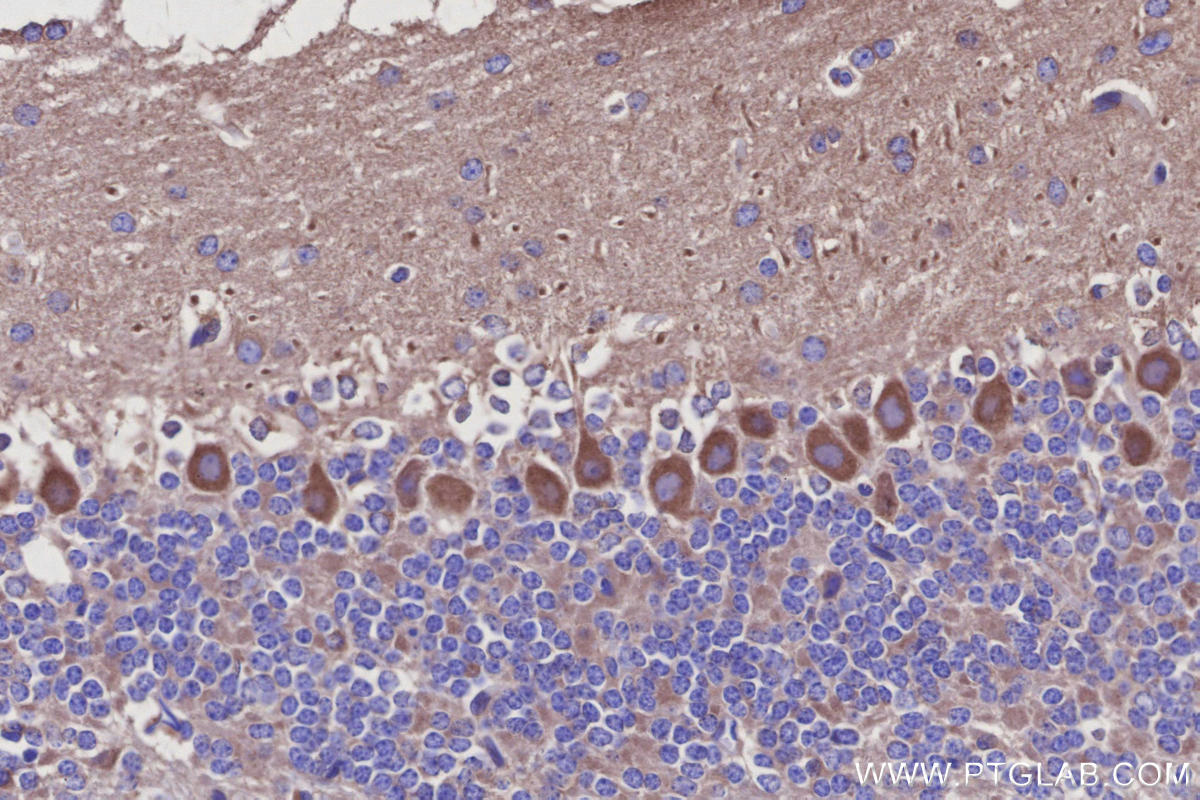IHC staining of mouse cerebellum using 25846-1-AP Immunohistochemistry (IHC) staining of mouse cerebellum tissue using AVEN Polyclonal antibody (25846-1-AP)