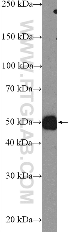 Western Blot (WB) analysis of MCF-7 cells using AVEN Polyclonal antibody (25846-1-AP)