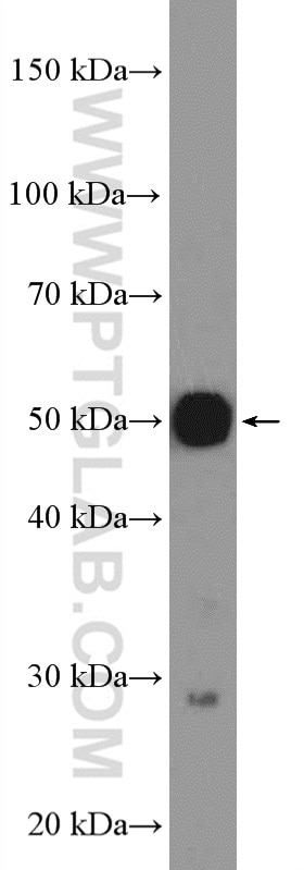 Western Blot (WB) analysis of K-562 cells using AVEN Polyclonal antibody (25846-1-AP)