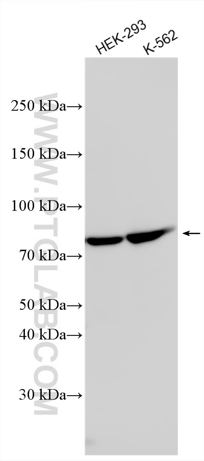 WB analysis using 27758-1-AP (same clone as 27758-1-PBS) Western Blot (WB) analysis of various lysates using AVL9 Polyclonal antibody (27758-1-AP)