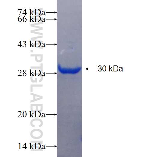 AVP fusion protein Ag25639 SDS-PAGE
