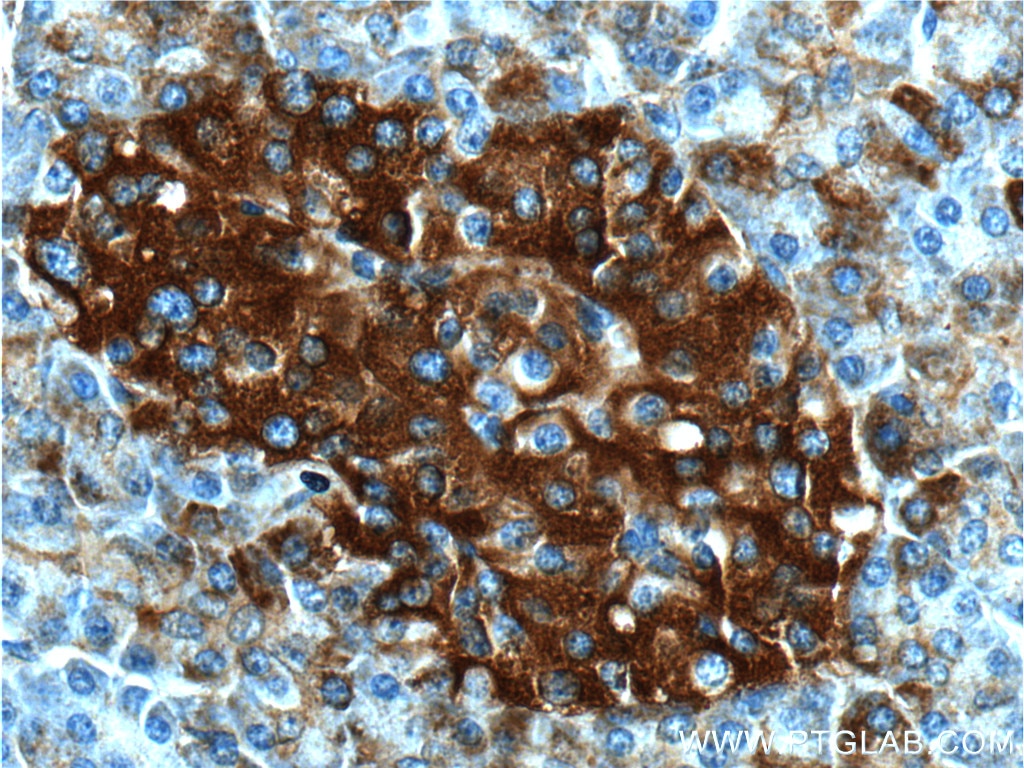 Immunohistochemistry (IHC) staining of human pancreas tissue using AVPR1B Polyclonal antibody (55142-1-AP)