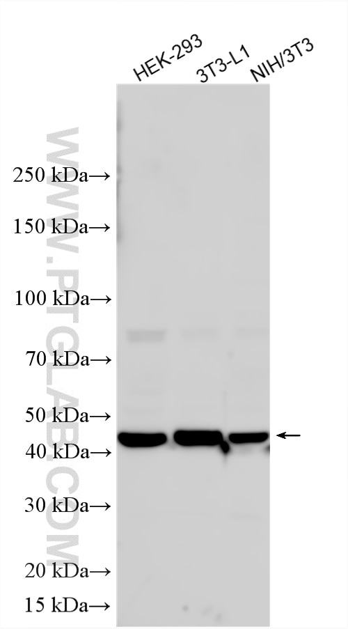 Western Blot (WB) analysis of various lysates using AWAT1 Polyclonal antibody (24704-1-AP)