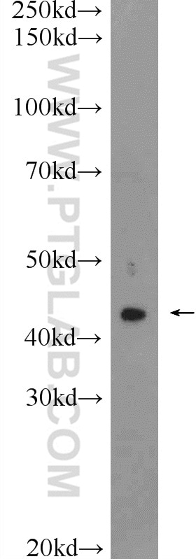 Western Blot (WB) analysis of rat brain tissue using AWAT2 Polyclonal antibody (25119-1-AP)