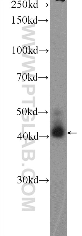 Western Blot (WB) analysis of mouse brain tissue using AWAT2 Polyclonal antibody (25119-1-AP)
