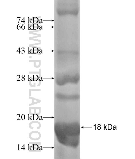 AWAT2 fusion protein Ag19030 SDS-PAGE