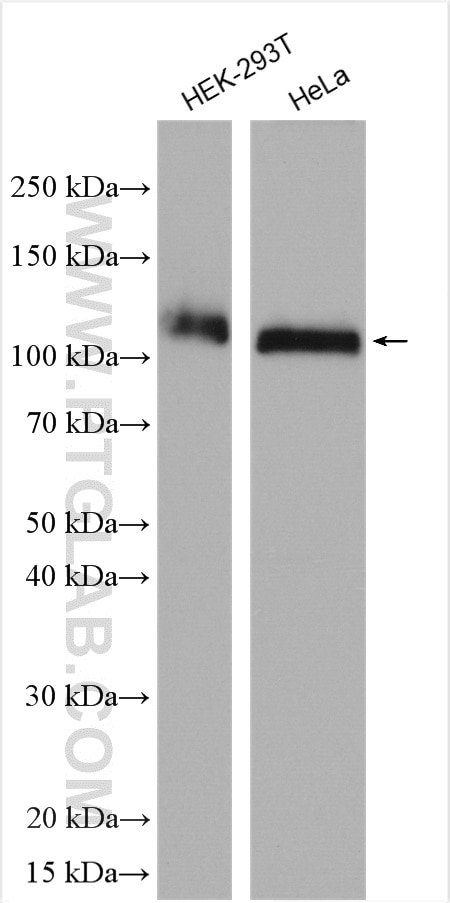 Western Blot (WB) analysis of various lysates using AXIN1 Polyclonal antibody (16541-1-AP)