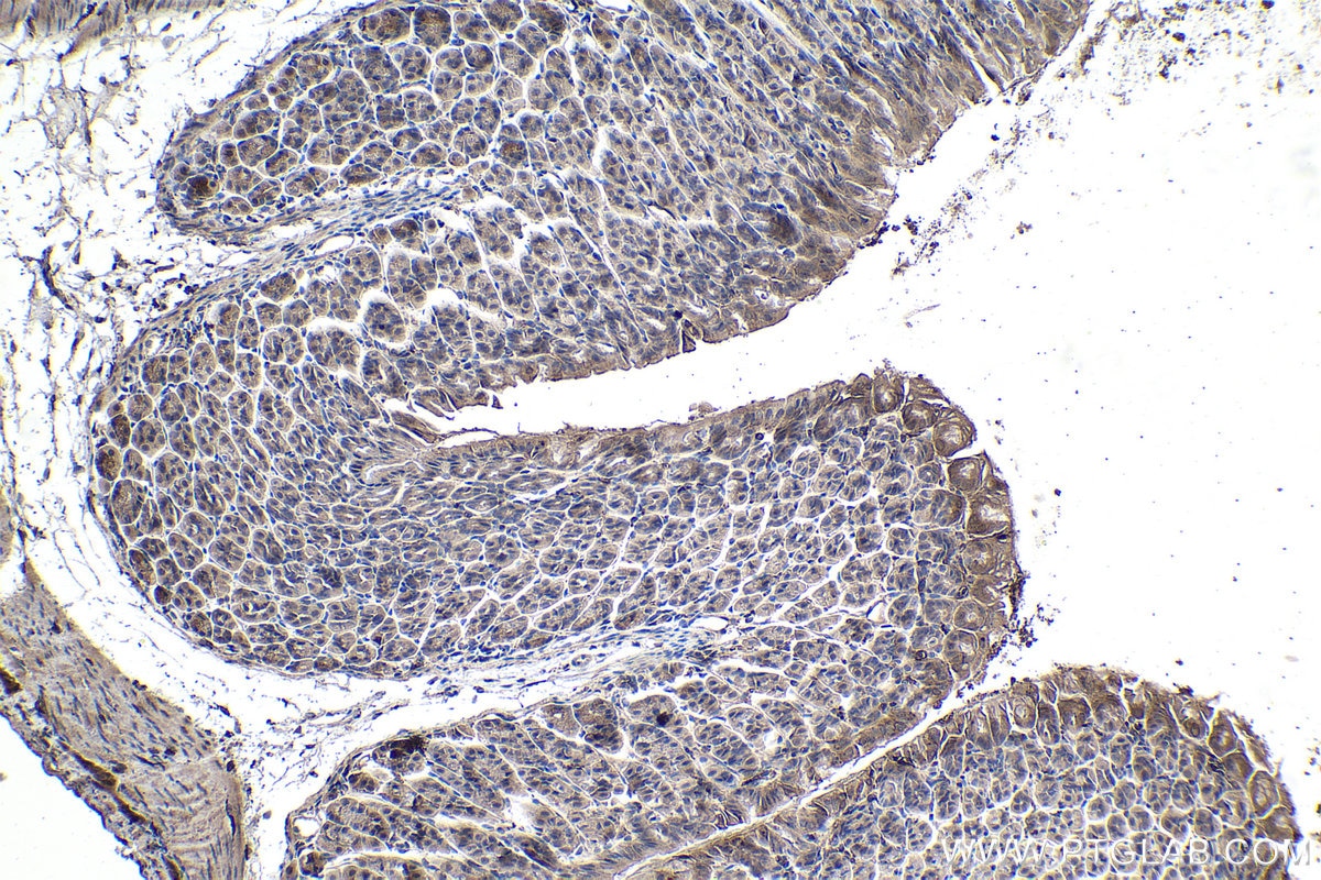 Immunohistochemistry (IHC) staining of mouse stomach tissue using AXIN1 Monoclonal antibody (68093-1-Ig)