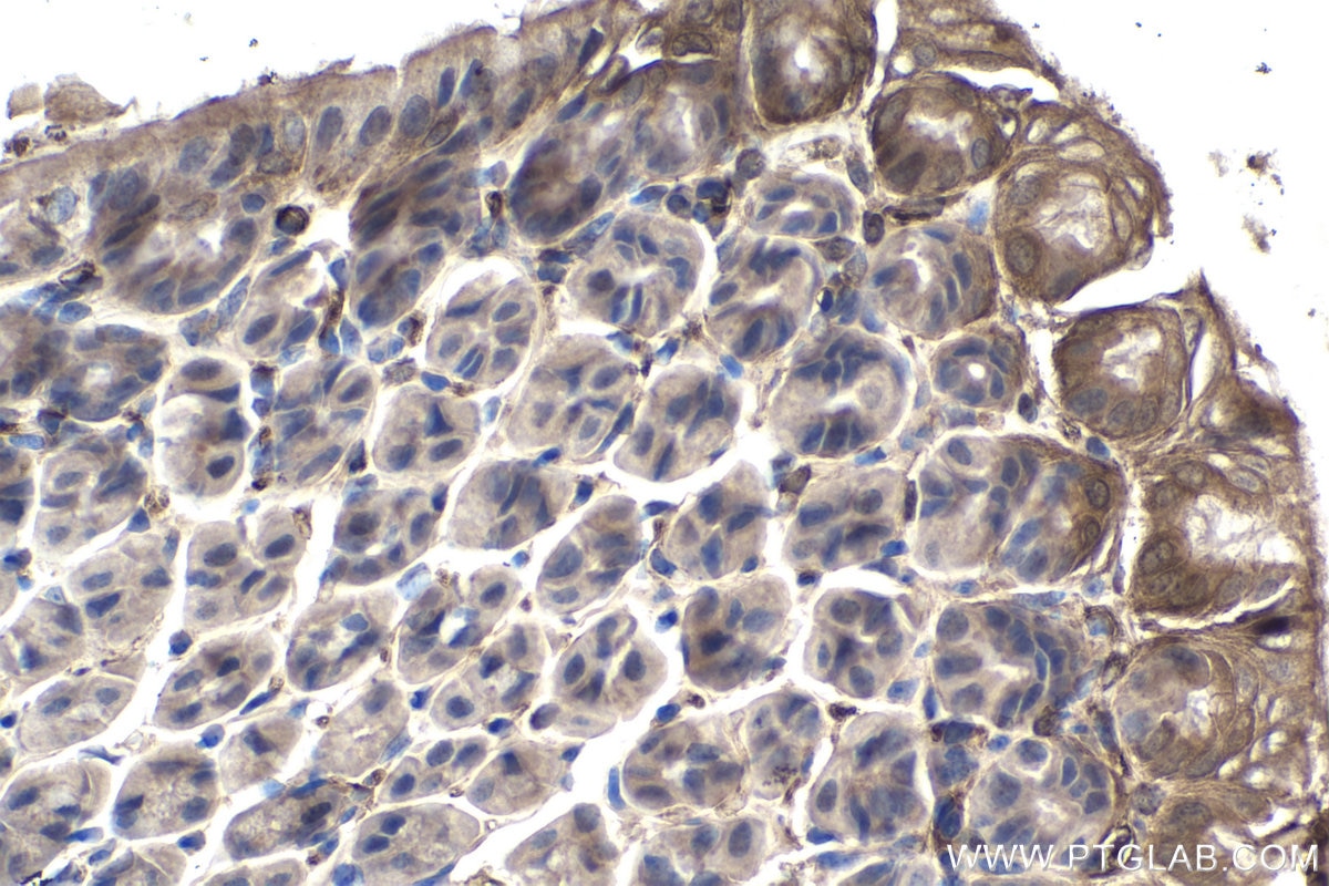 Immunohistochemistry (IHC) staining of mouse stomach tissue using AXIN1 Monoclonal antibody (68093-1-Ig)