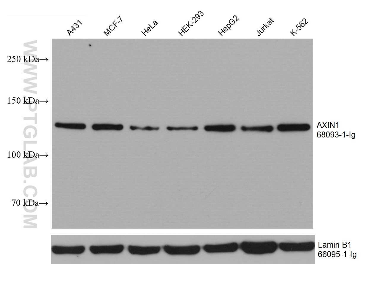 Western Blot (WB) analysis of various lysates using AXIN1 Monoclonal antibody (68093-1-Ig)