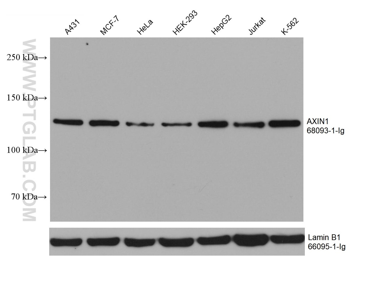 WB analysis using 68093-1-Ig