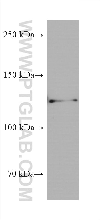 Western Blot (WB) analysis of HSC-T6 cells using AXIN1 Monoclonal antibody (68093-1-Ig)