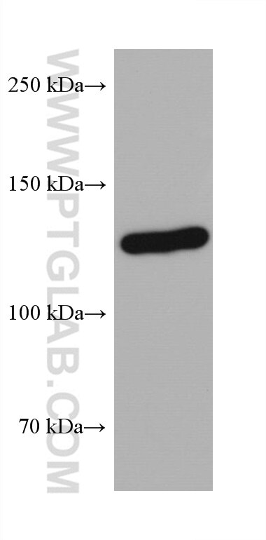 WB analysis of NIH/3T3 using 68093-1-Ig