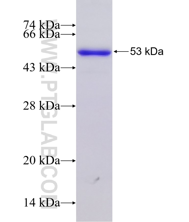 AXIN1 fusion protein Ag10079 SDS-PAGE