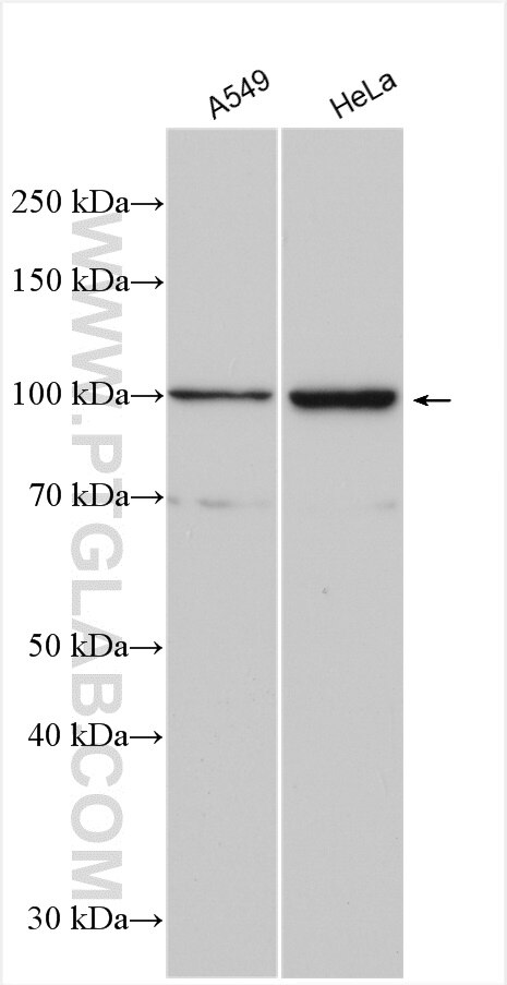 Western Blot (WB) analysis of various lysates using AXIN2 Polyclonal antibody (20540-1-AP)