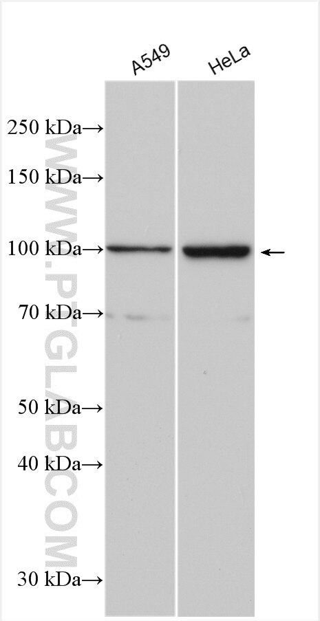 WB analysis using 20540-1-AP