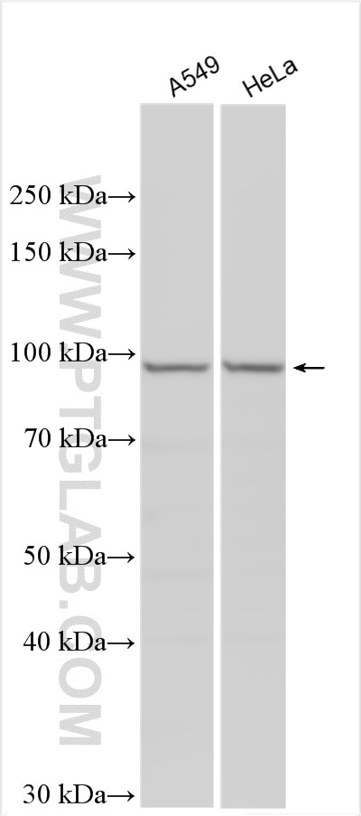 Western Blot (WB) analysis of various lysates using AXIN2 Polyclonal antibody (20540-1-AP)