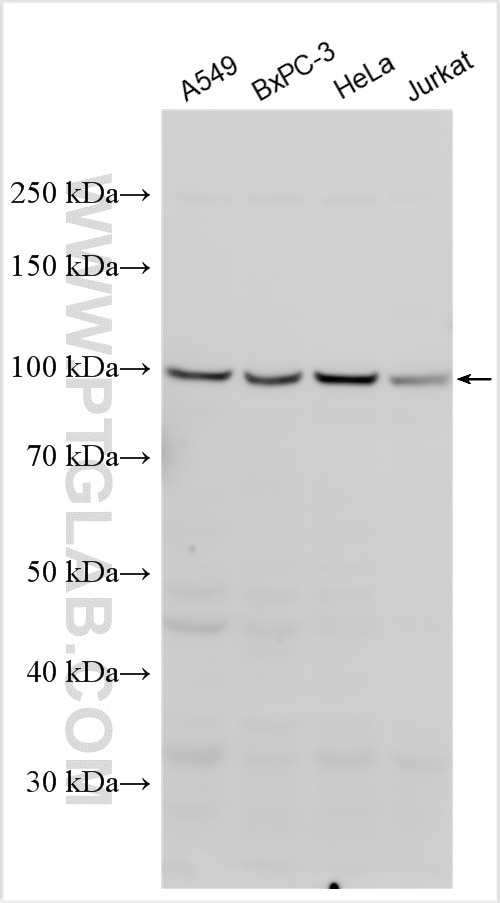 Western Blot (WB) analysis of various lysates using AXIN2 Polyclonal antibody (20540-1-AP)