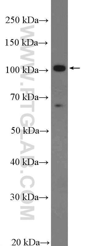 Western Blot (WB) analysis of BxPC-3 cells using AXIN2 Polyclonal antibody (20540-1-AP)