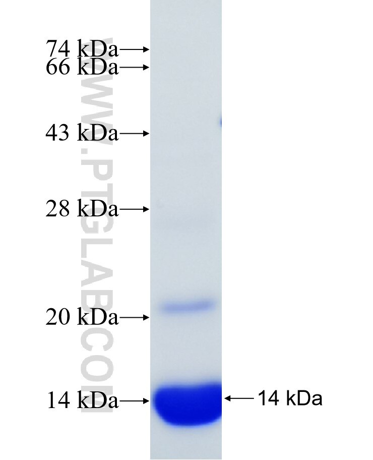 AXIN2 fusion protein Ag29291 SDS-PAGE