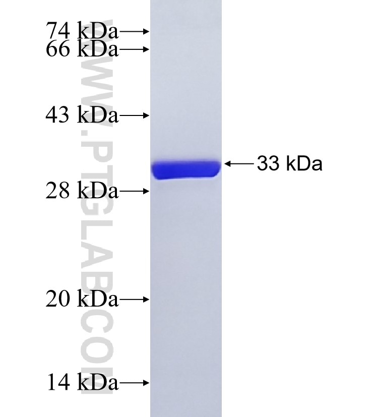 AXIN2 fusion protein Ag14574 SDS-PAGE