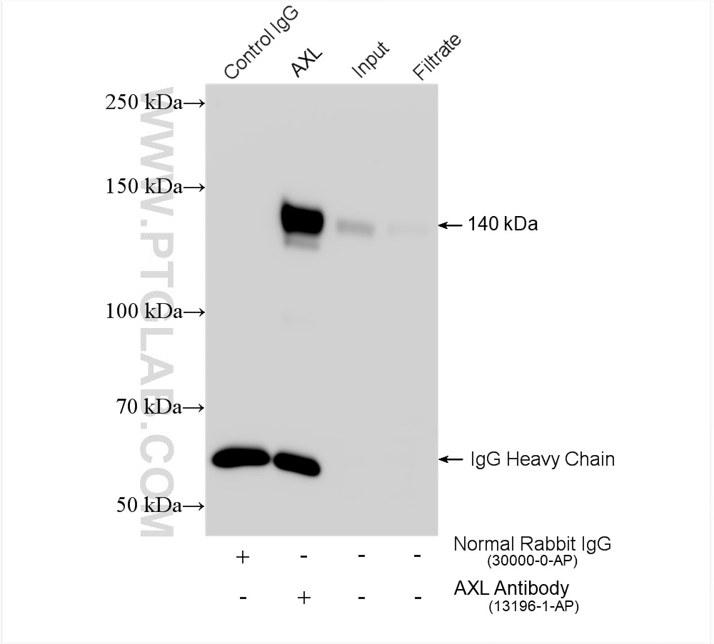 Immunoprecipitation (IP) experiment of HeLa cells using AXL Polyclonal antibody (13196-1-AP)