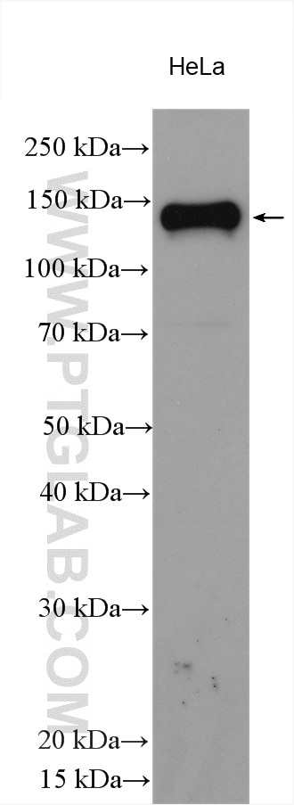 Western Blot (WB) analysis of various lysates using AXL Polyclonal antibody (13196-1-AP)