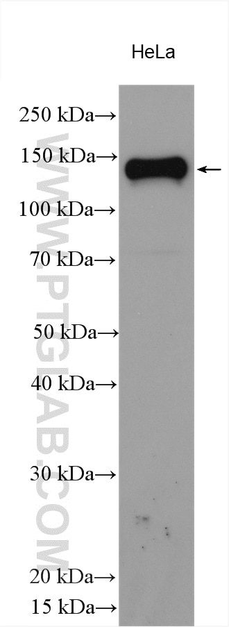 WB analysis using 13196-1-AP