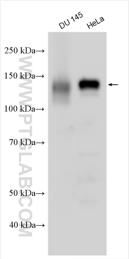 Western Blot (WB) analysis of various lysates using AXL Polyclonal antibody (13196-1-AP)