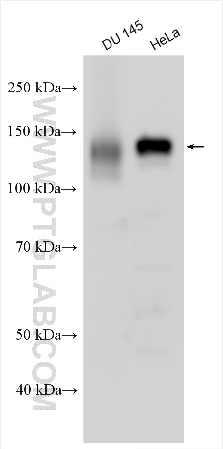 WB analysis using 13196-1-AP