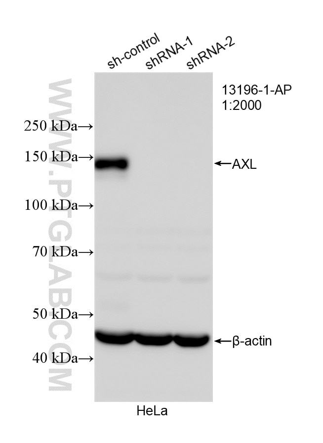 Western Blot (WB) analysis of HeLa cells using AXL Polyclonal antibody (13196-1-AP)