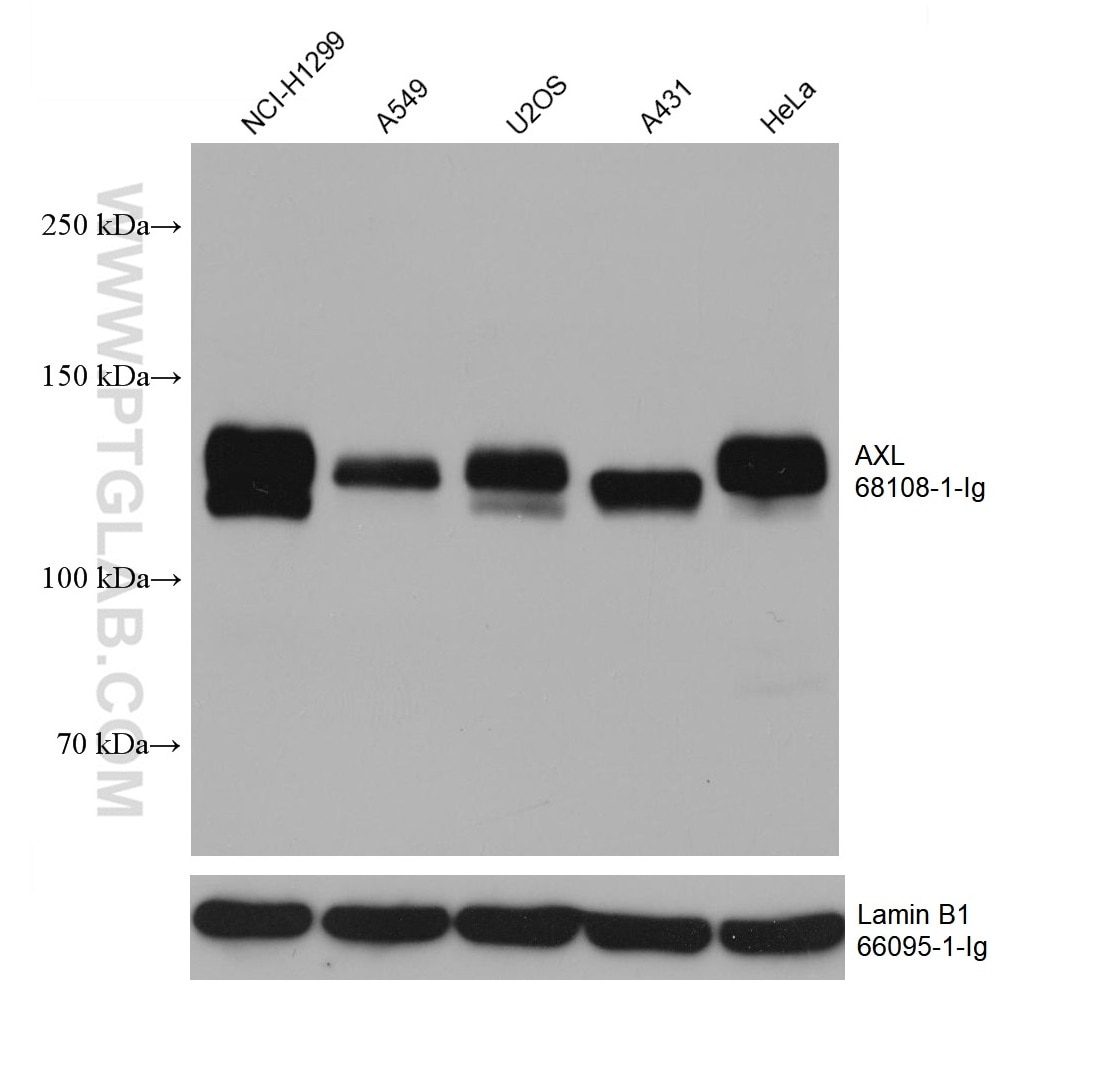 Western Blot (WB) analysis of various lysates using AXL Monoclonal antibody (68108-1-Ig)
