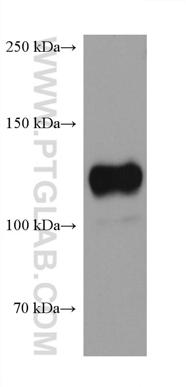 WB analysis of NIH/3T3 using 68108-1-Ig (same clone as 68108-1-PBS) Western Blot (WB) analysis of NIH/3T3 cells using AXL Monoclonal antibody (68108-1-Ig)