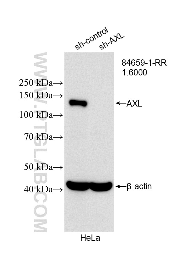 Western Blot (WB) analysis of HeLa cells using AXL Recombinant monoclonal antibody (84659-1-RR)