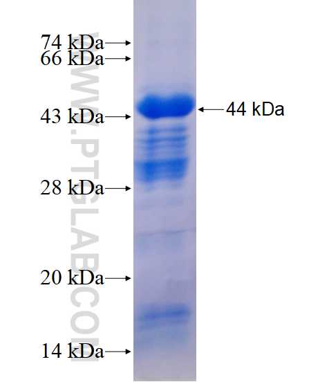 AXL fusion protein Ag14401 SDS-PAGE