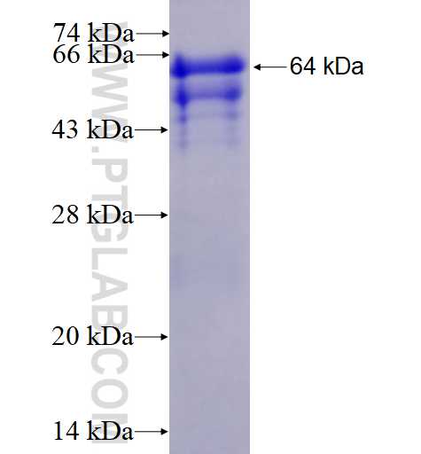 AXL fusion protein Ag3898 SDS-PAGE