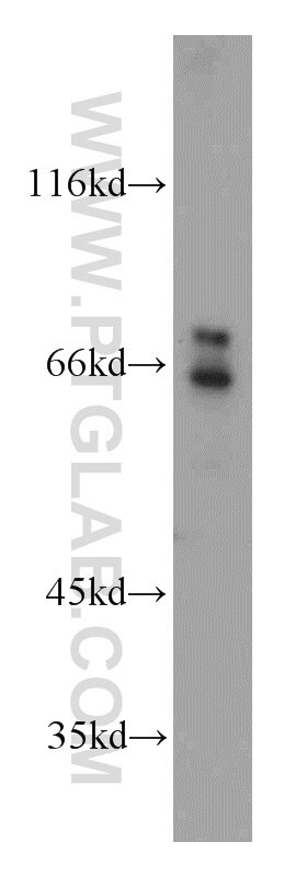 Western Blot (WB) analysis of HEK-293 cells using AXUD1 Polyclonal antibody (18162-1-AP)