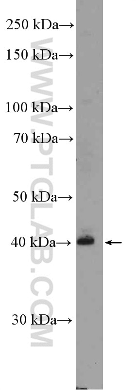 Western Blot (WB) analysis of MCF-7 cells using Zinc Alpha 2 Glycoprotein Polyclonal antibody (13399-1-AP)